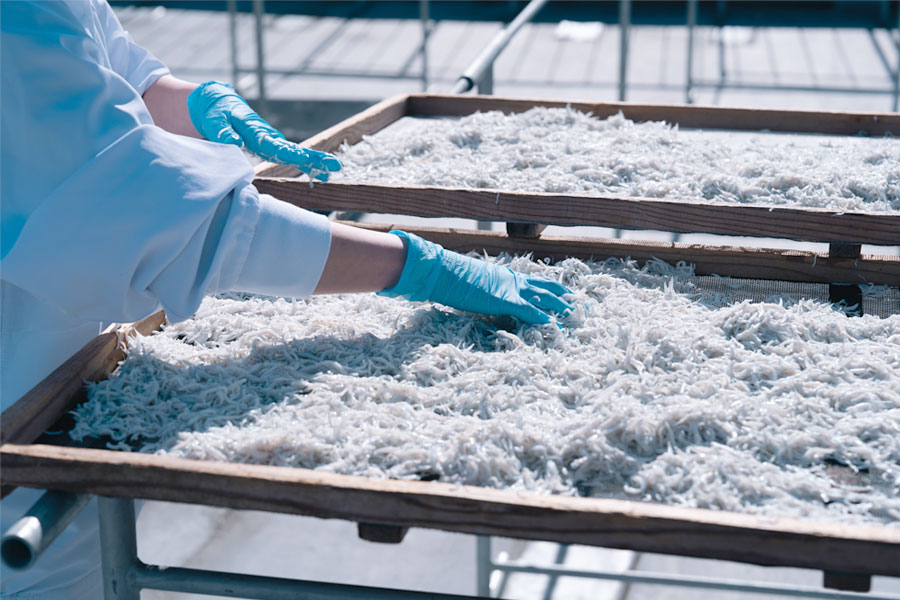 しらすの仕上げ工程