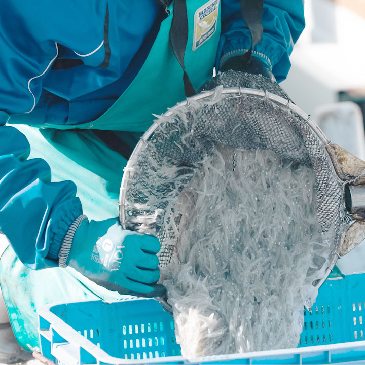 網で獲った様子