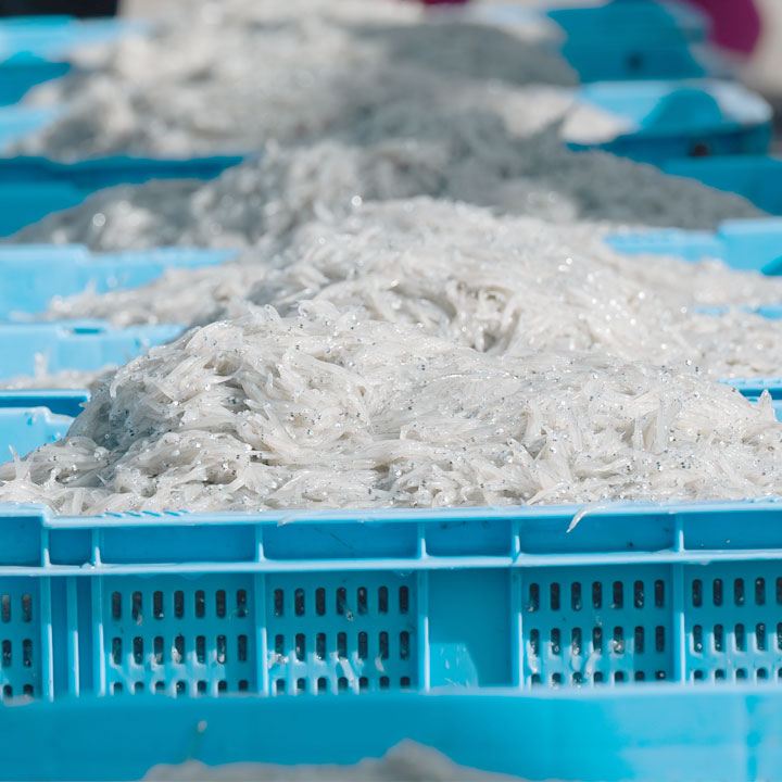 生しらすのアップ