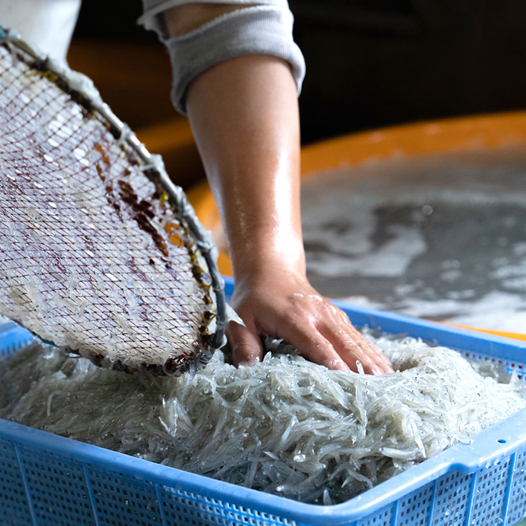 生しらす加工前